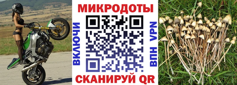 Псилоцибиновые грибы прущие грибы  Купить  Горячий Ключ 
